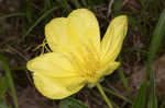 Bigfruit evening primrose